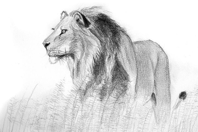 Lion Illustration